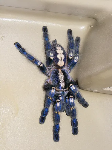 /img/21155-gooty-sapphire-tarantula-conservation.webp