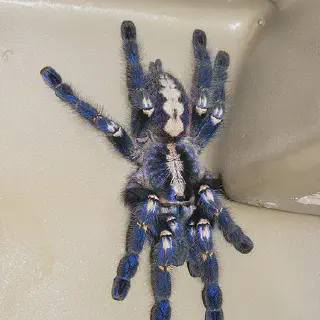 /img/21155-gooty-sapphire-tarantula-conservation.webp