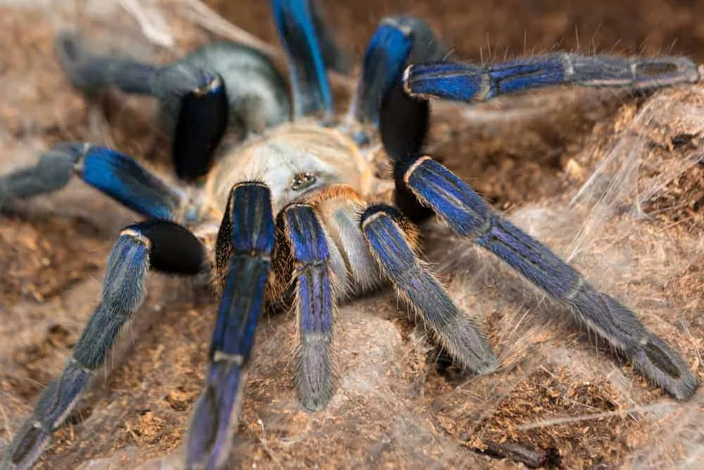 21156 cobalt blue tarantula enclosure