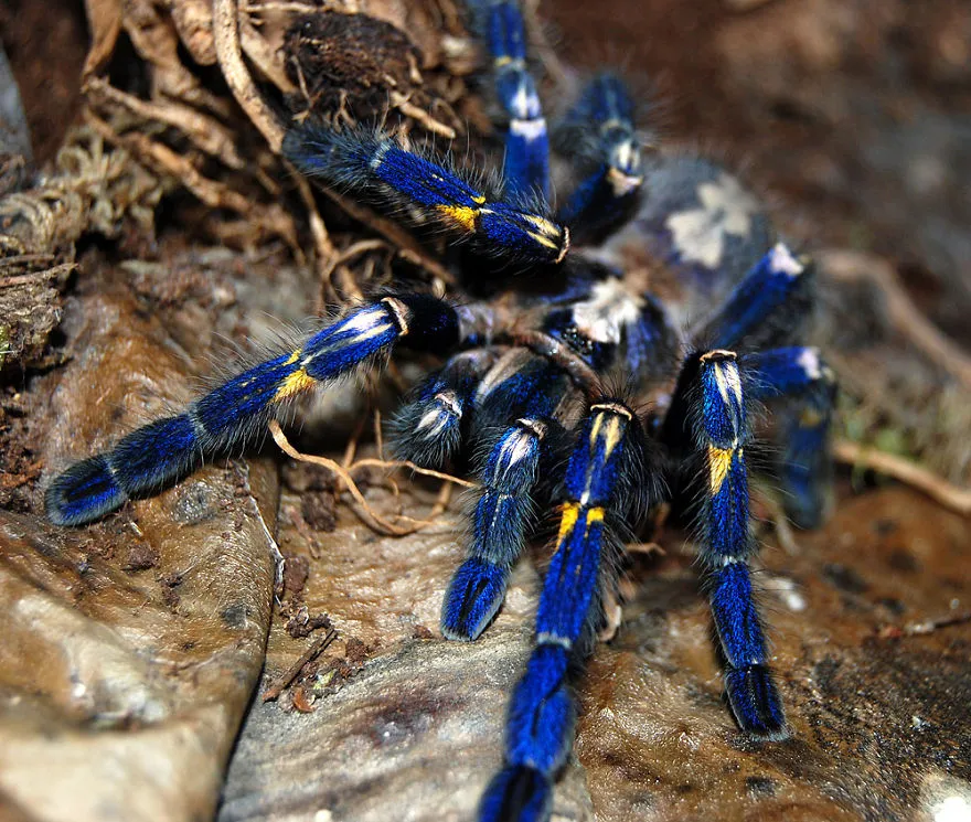 21156 cobalt blue tarantula feeding
