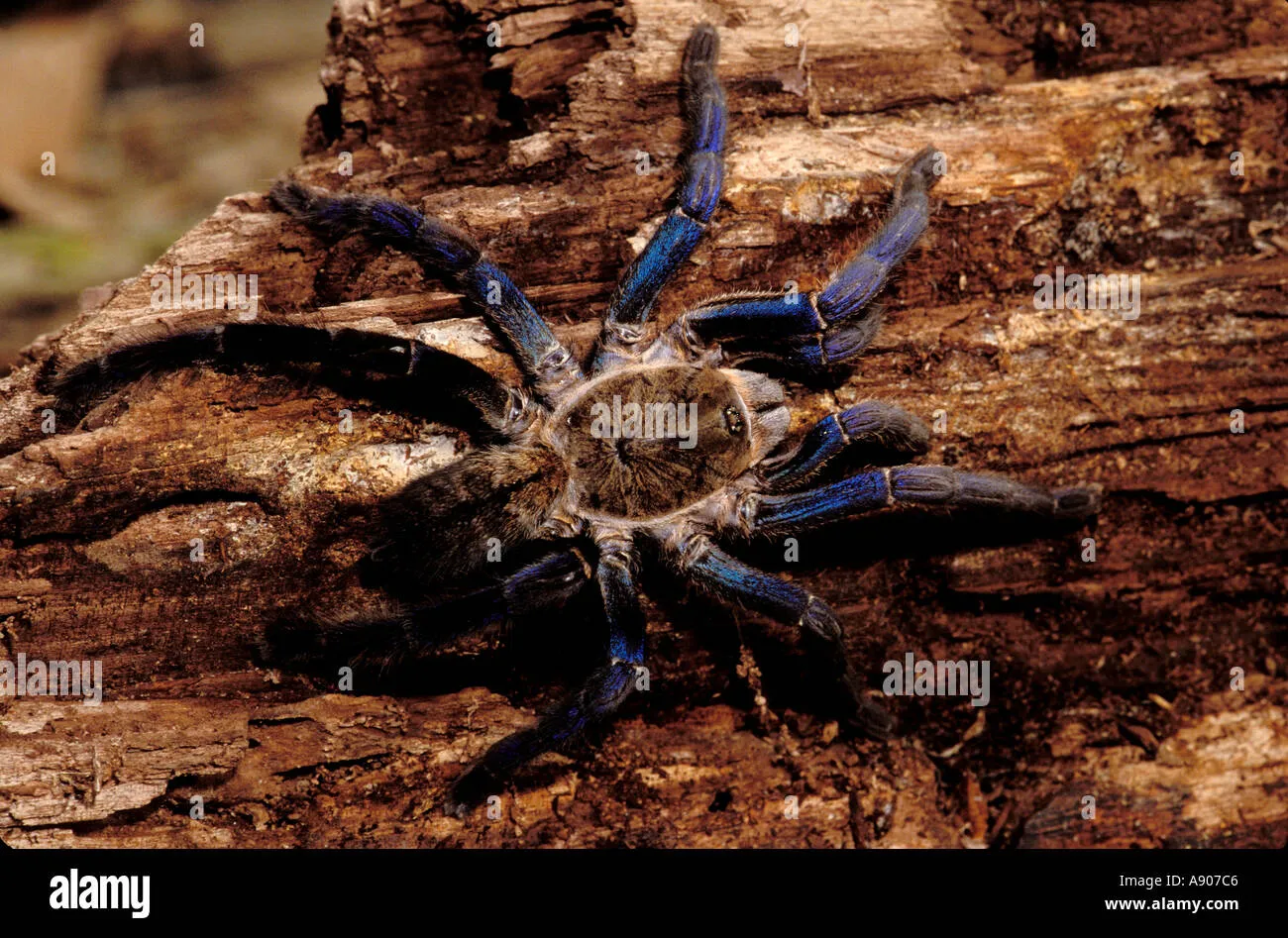 /img/21156-cobalt-blue-tarantula-molting.webp