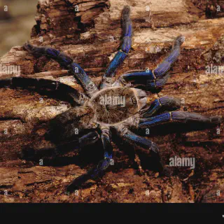 /img/21156-cobalt-blue-tarantula-molting.webp