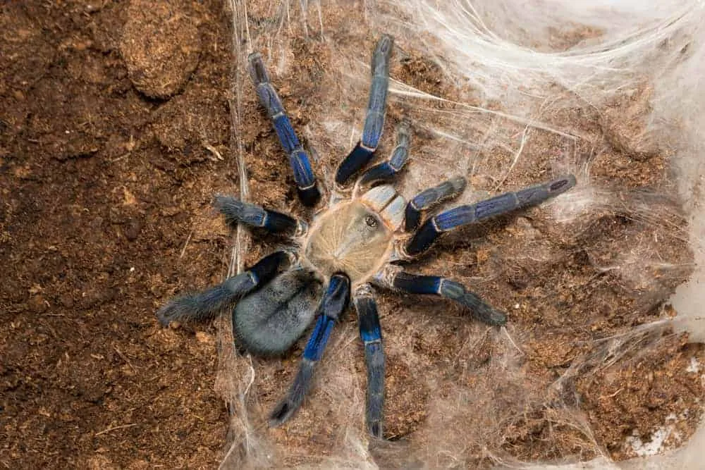 21156 cobalt blue tarantula picture 3