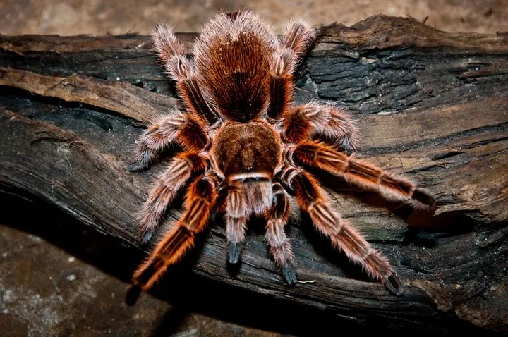 21157 feeding a tarantula