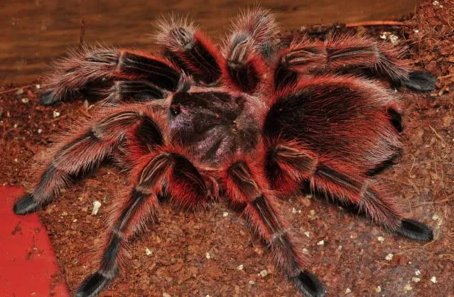 21157 red rose tarantula close up