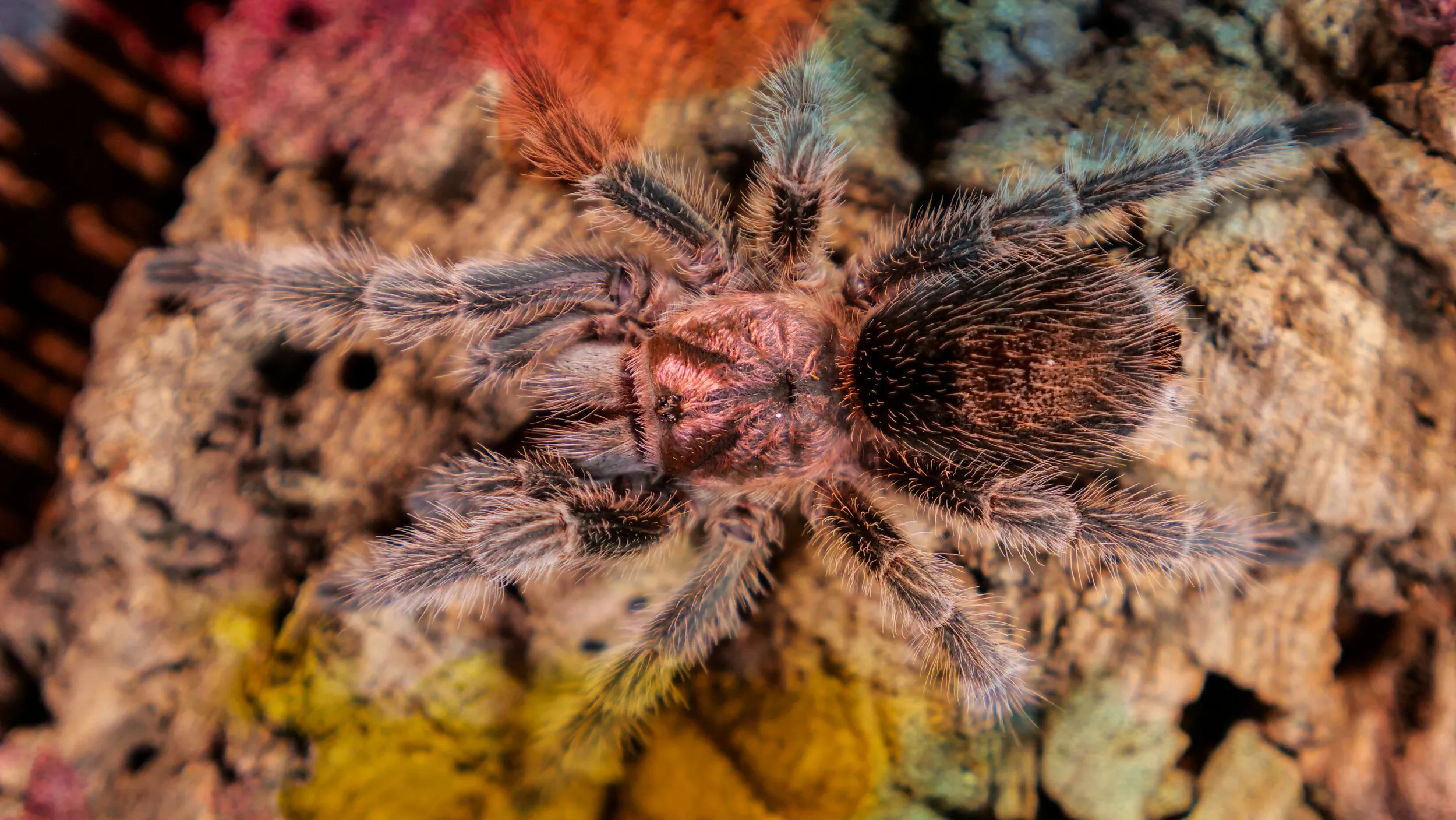 21157 red rose tarantula handling