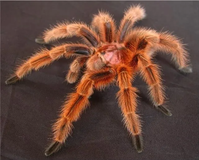 21157 red rose tarantula in habitat