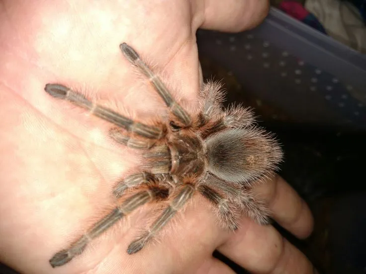 /img/21157-spiderlings-tarantula.webp