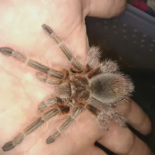 /img/21157-spiderlings-tarantula.webp