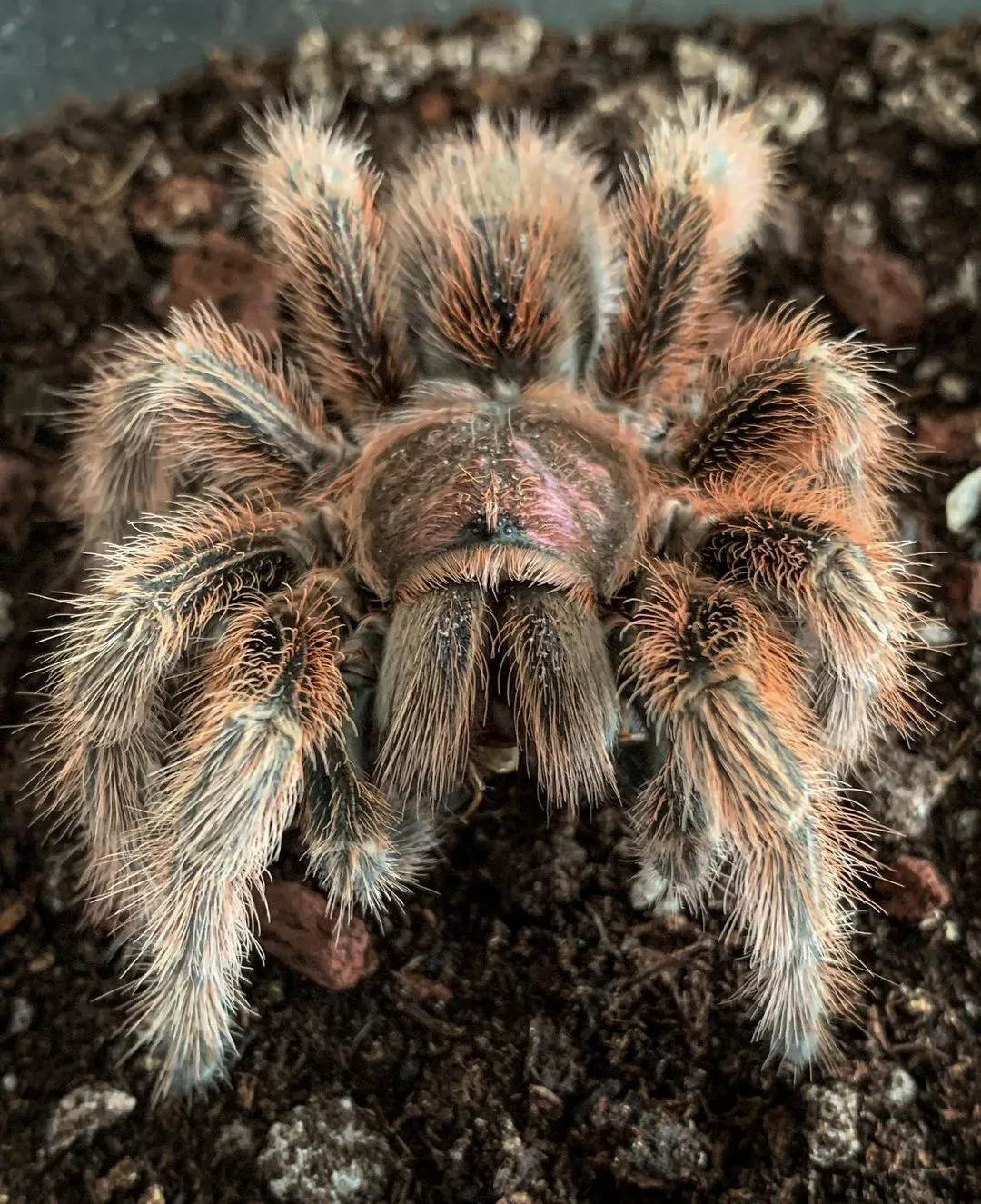 21157 tarantula enclosure setup