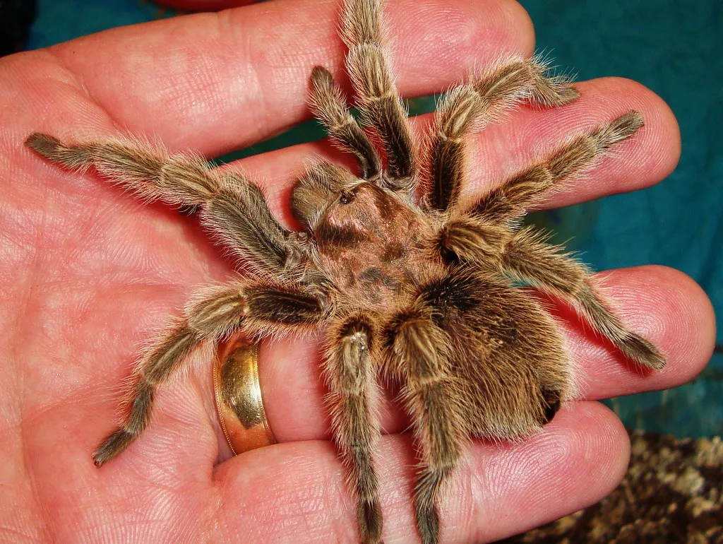 21157 tarantula molting