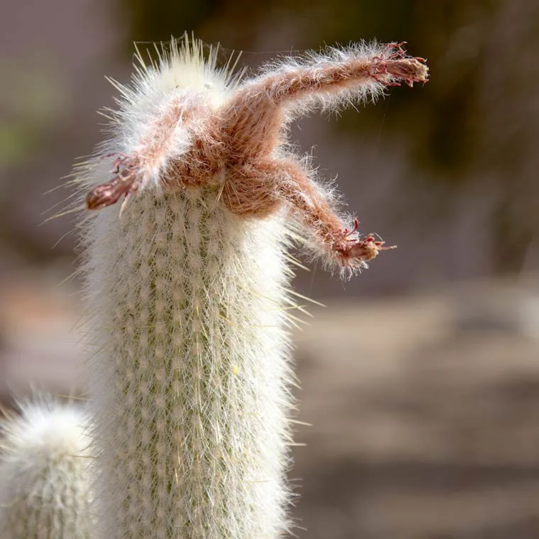 21158 tarantula cactus overview