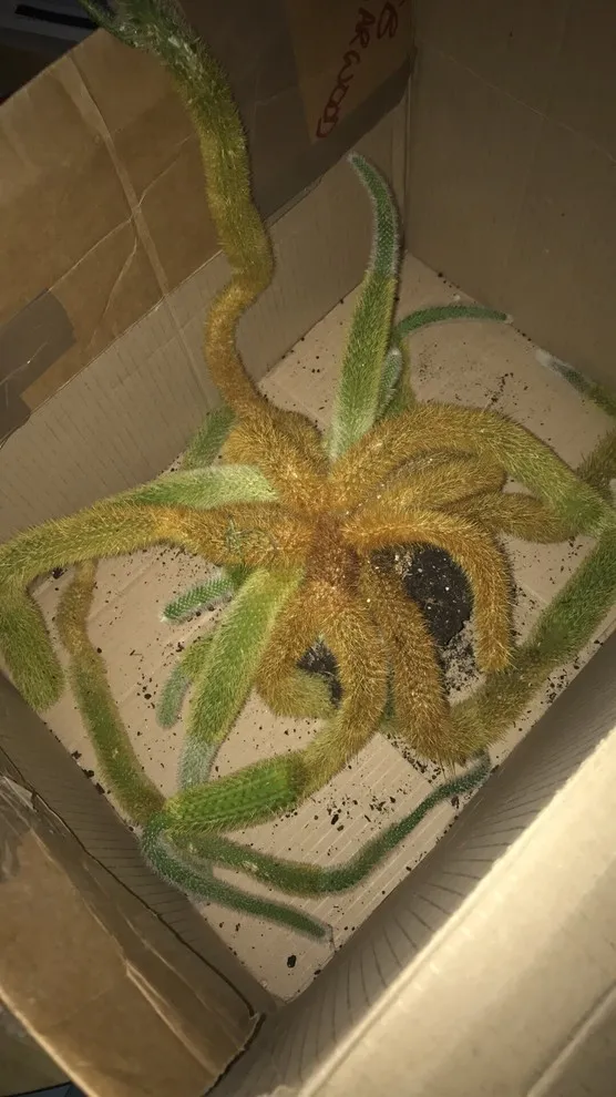 21158 tarantula cactus potting
