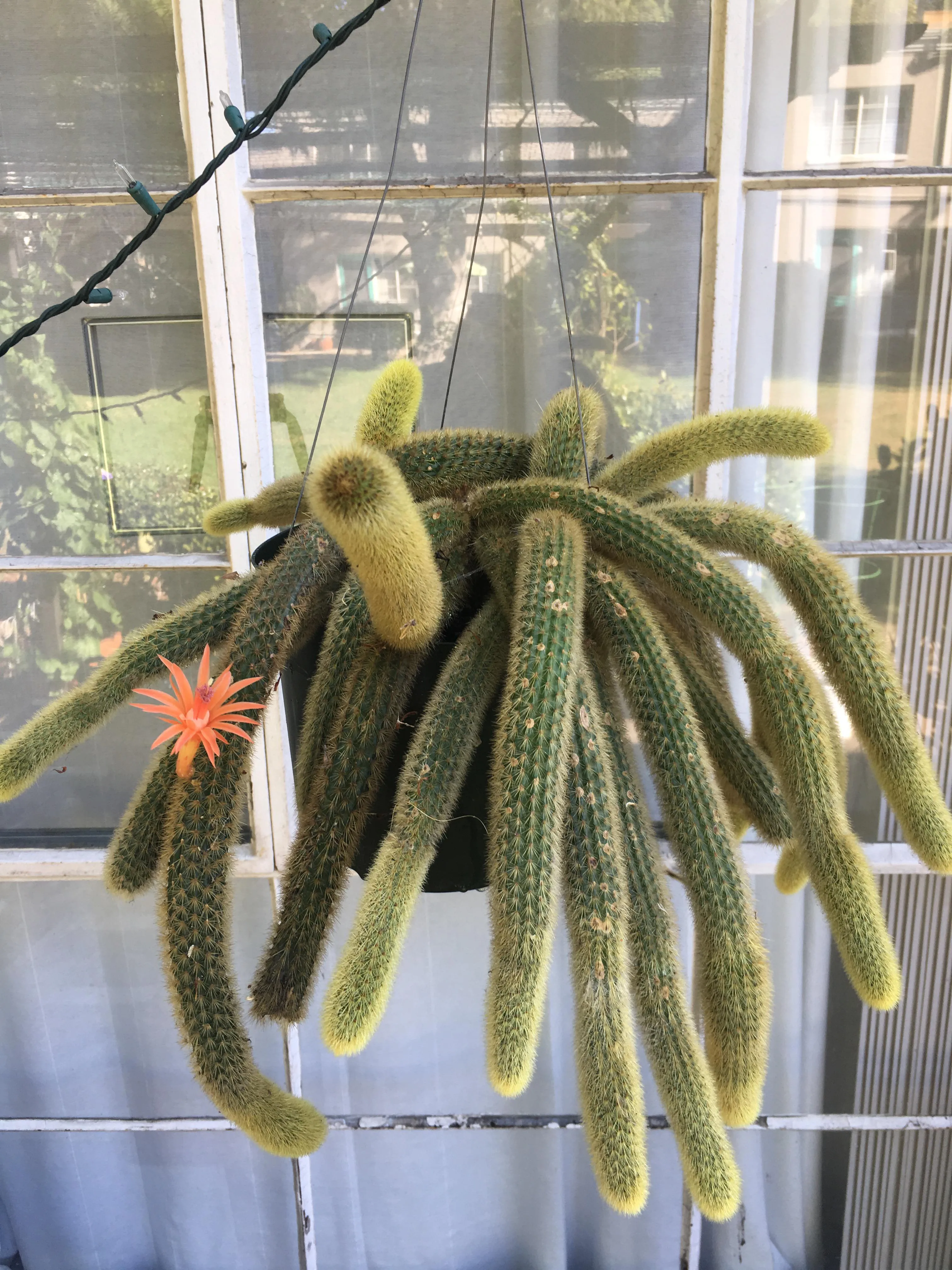 21158 tarantula cactus propagation