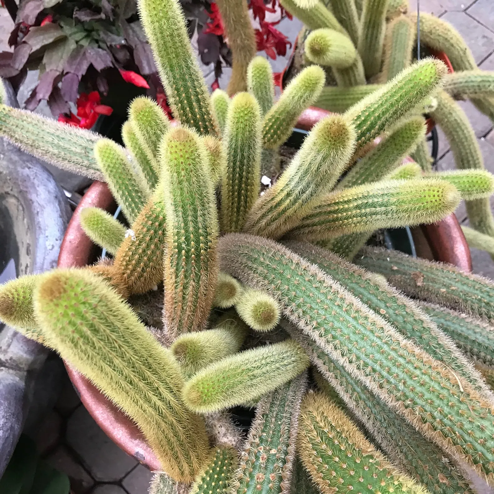 21158 tarantula cactus pruning