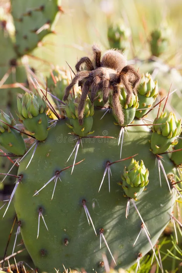 /img/21158-tarantula-cactus-root-rot.webp