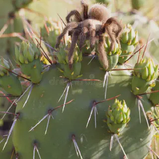 /img/21158-tarantula-cactus-root-rot.webp