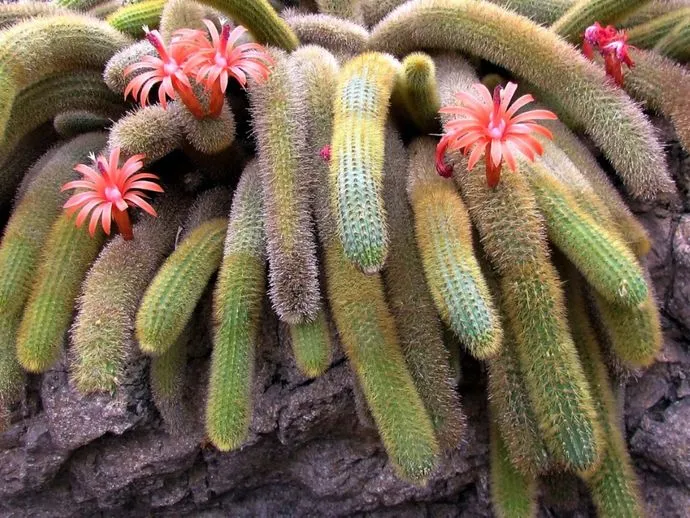 21158 tarantula cactus sunlight
