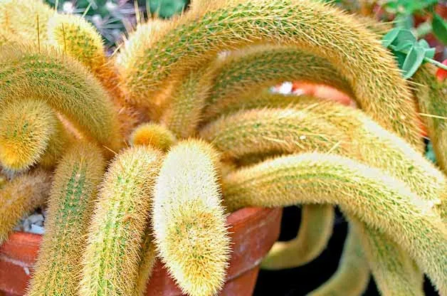 21158 tarantula cactus watering