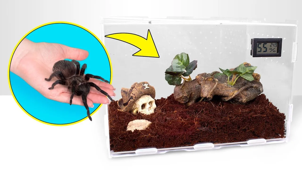 21159 casa tarantula productores commercials