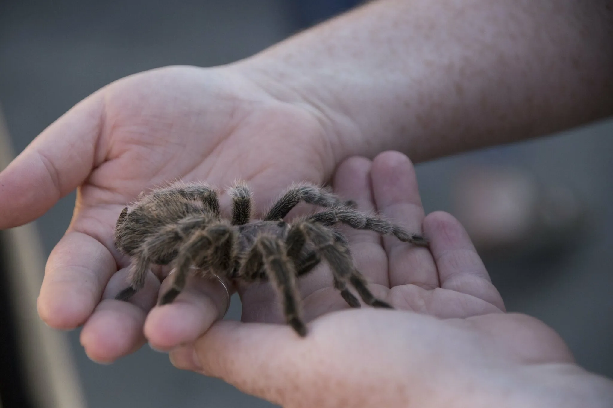 21160 tarantula bite