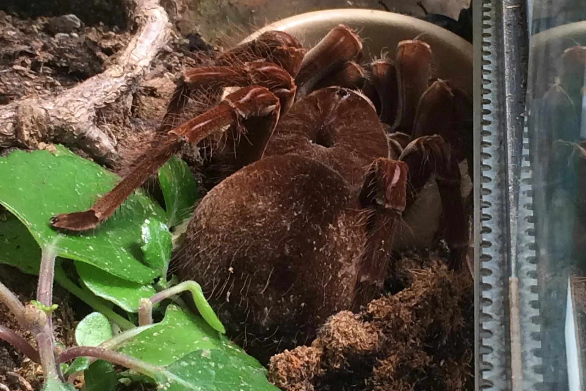 /img/21160-tarantula-handling.webp