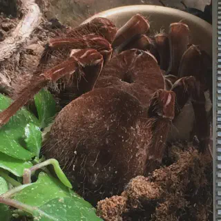 /img/21160-tarantula-handling.webp