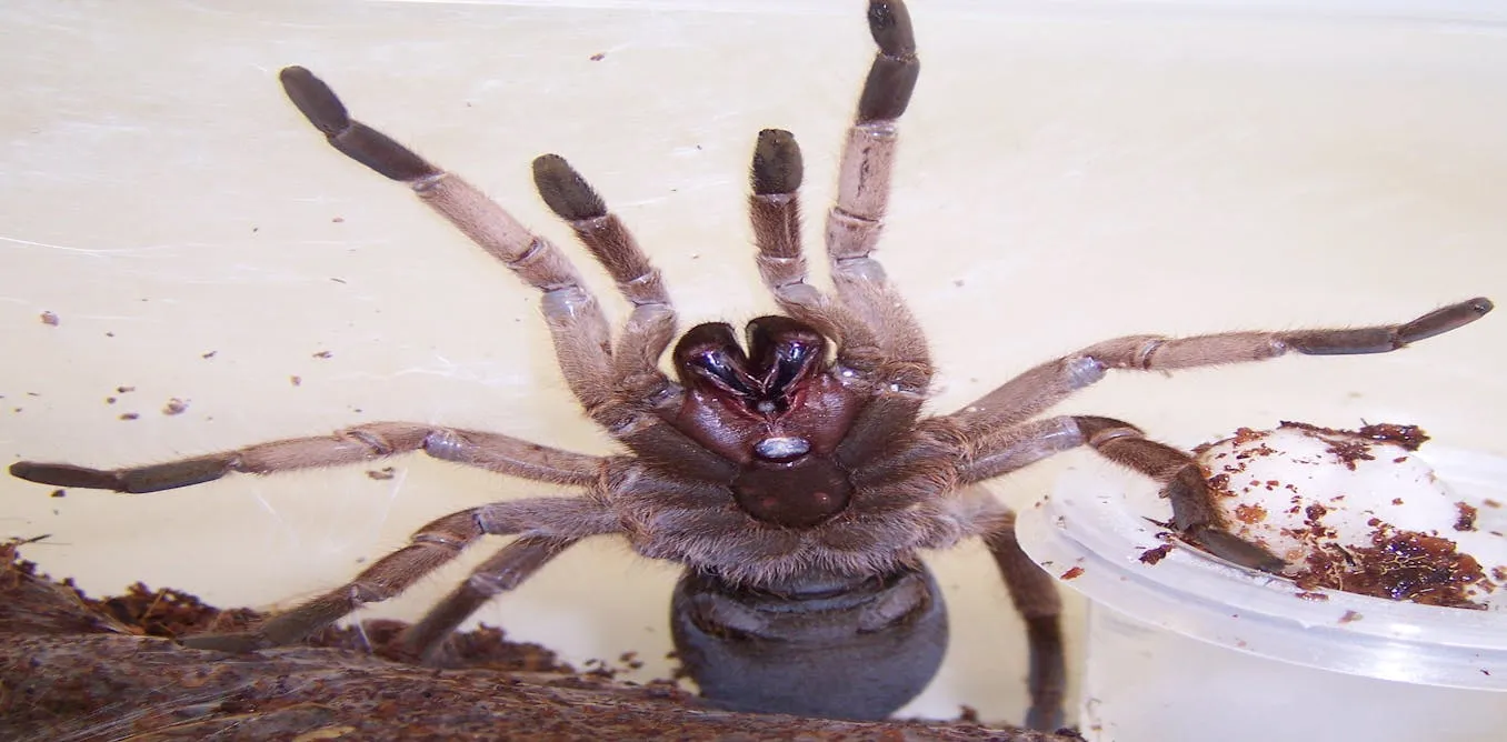 /img/21161-tarantula-habitat.webp