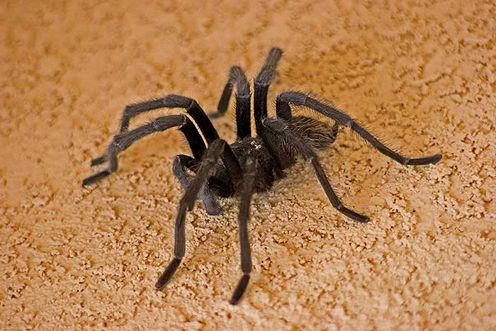 21164 tarantula bite image3