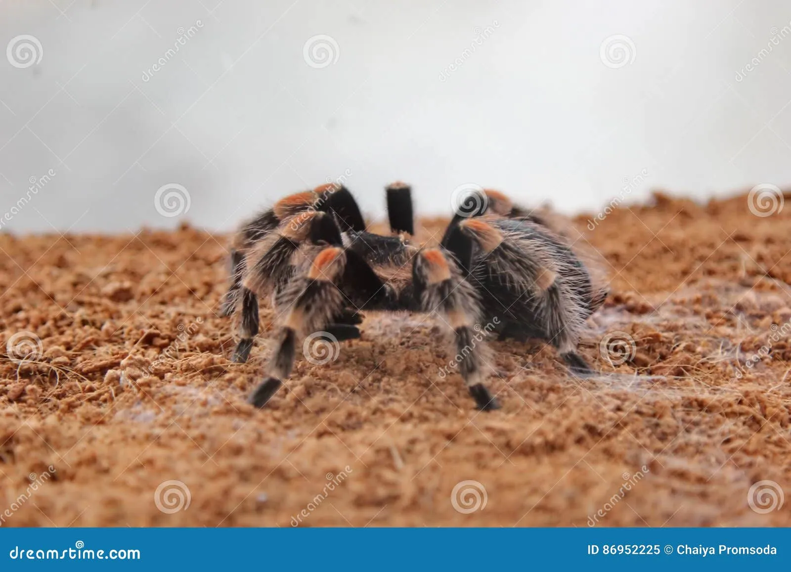 /img/21164-tarantula-bite-image8.webp