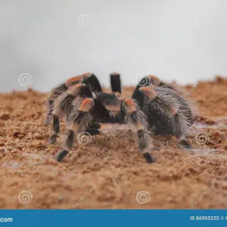 /img/21164-tarantula-bite-image8.webp
