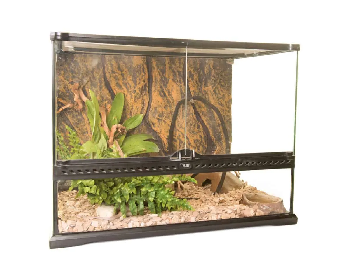 21165 rabbit tarantula habitat