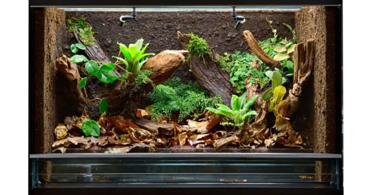21165 tarantula enclosure security