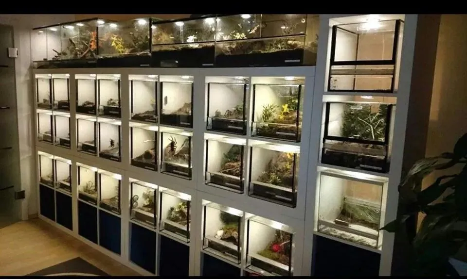/img/21165-tarantula-enclosure-setup.webp