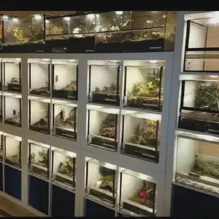 /img/21165-tarantula-enclosure-setup.webp