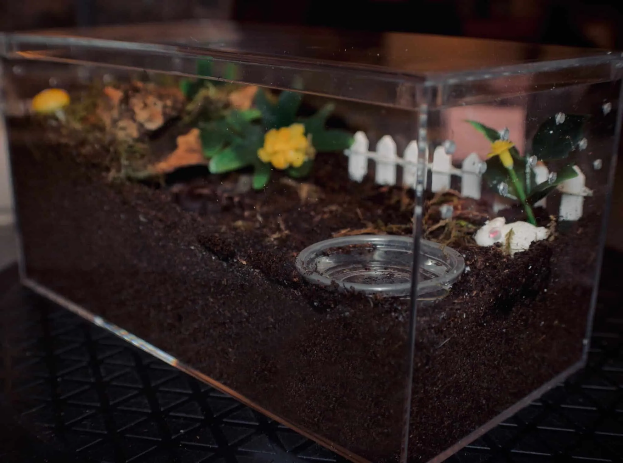 21165 tarantula feeding