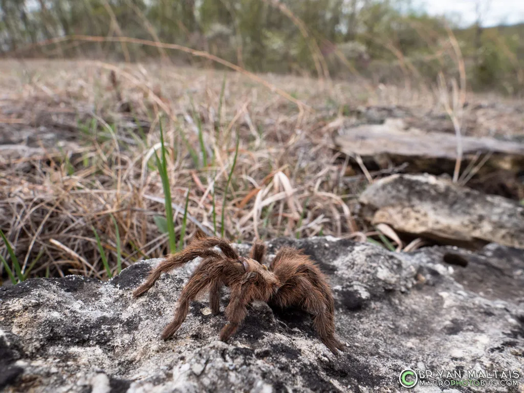 21169 missouri tarantula body size