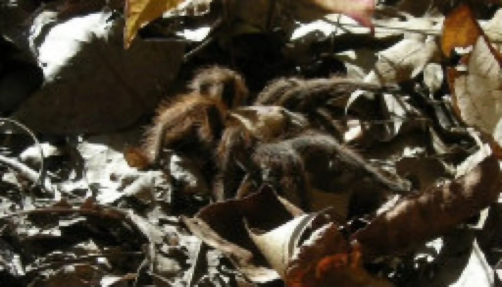 21169 missouri tarantula diet