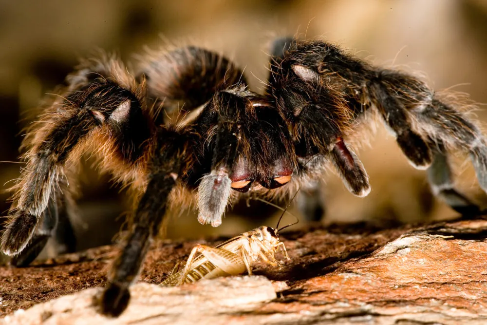 /img/21169-missouri-tarantula-habitat.webp