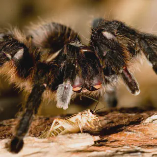 /img/21169-missouri-tarantula-habitat.webp