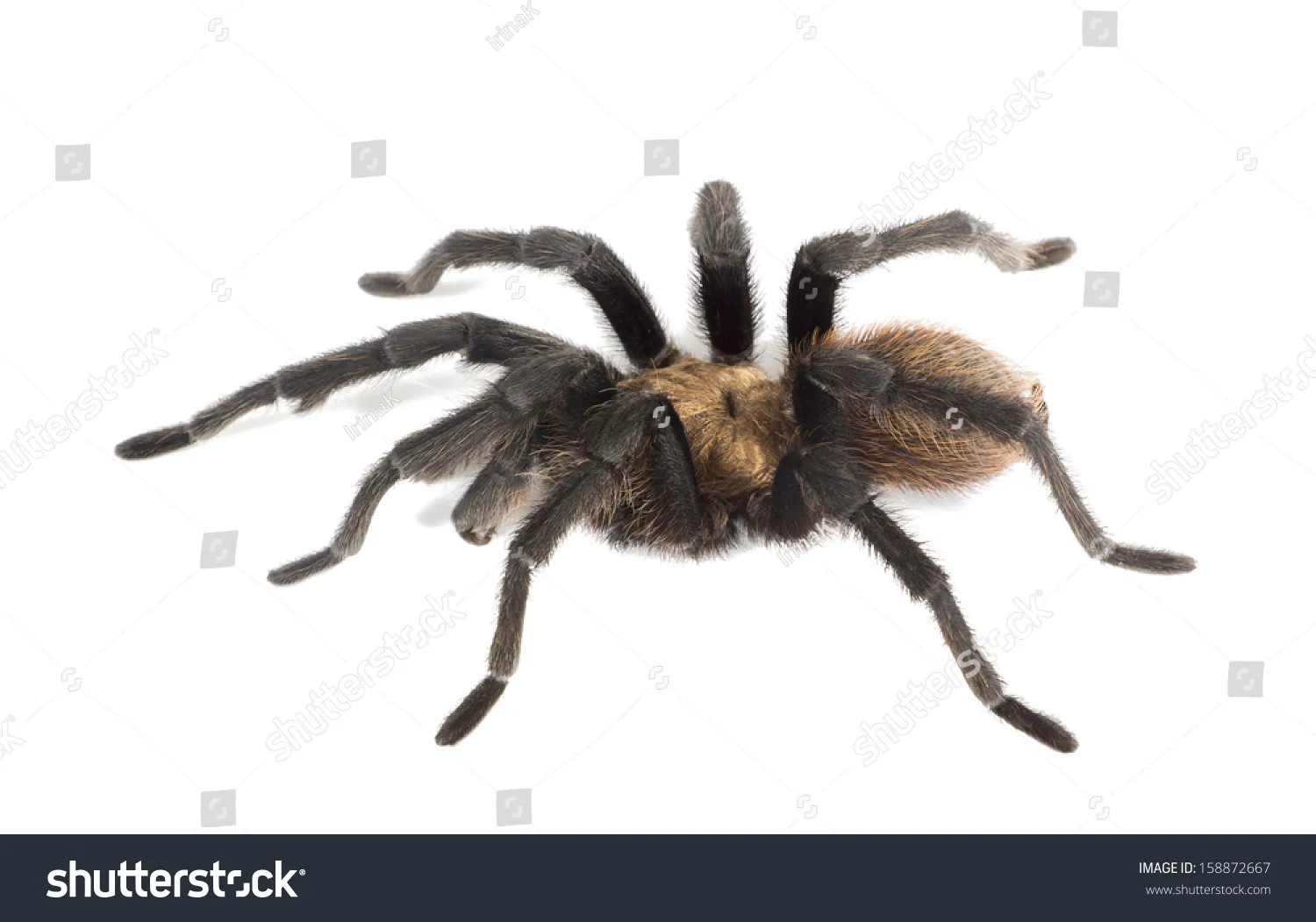 21169 missouri tarantula legspan