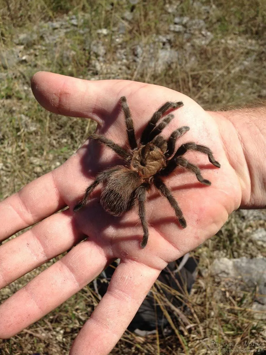 21169 missouri tarantula sexual dimorphism
