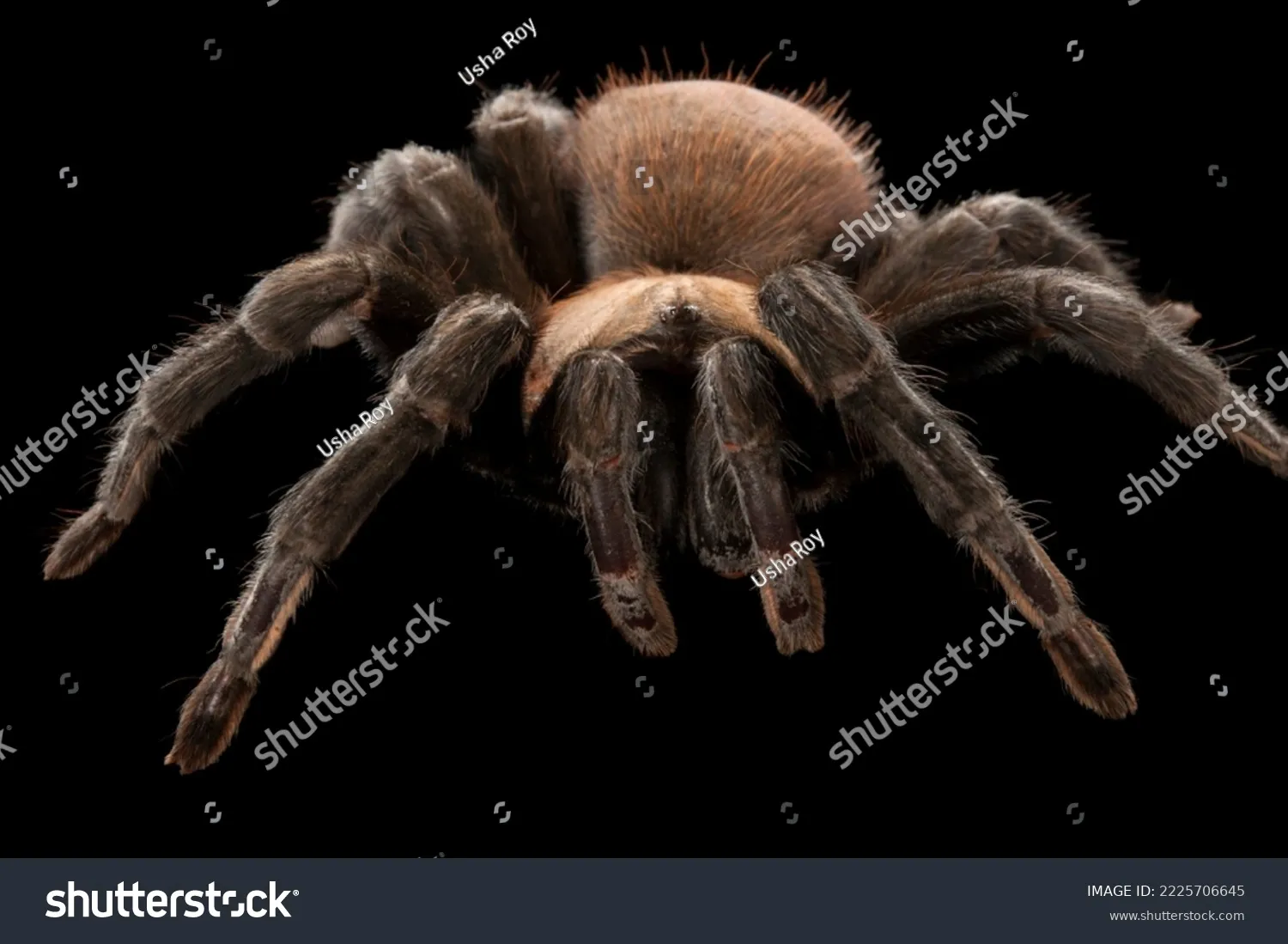 21169 tarantula molting