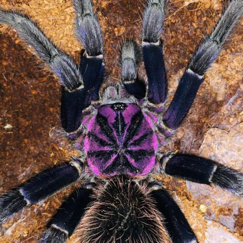 21170 x intermedia tarantula colors