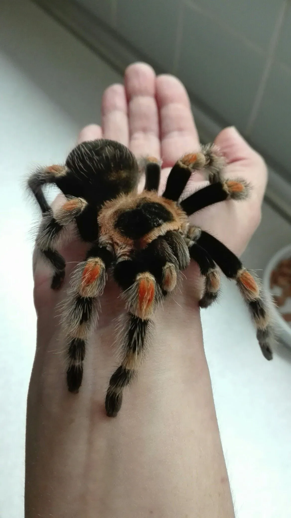 21170 x intermedia tarantula feeding
