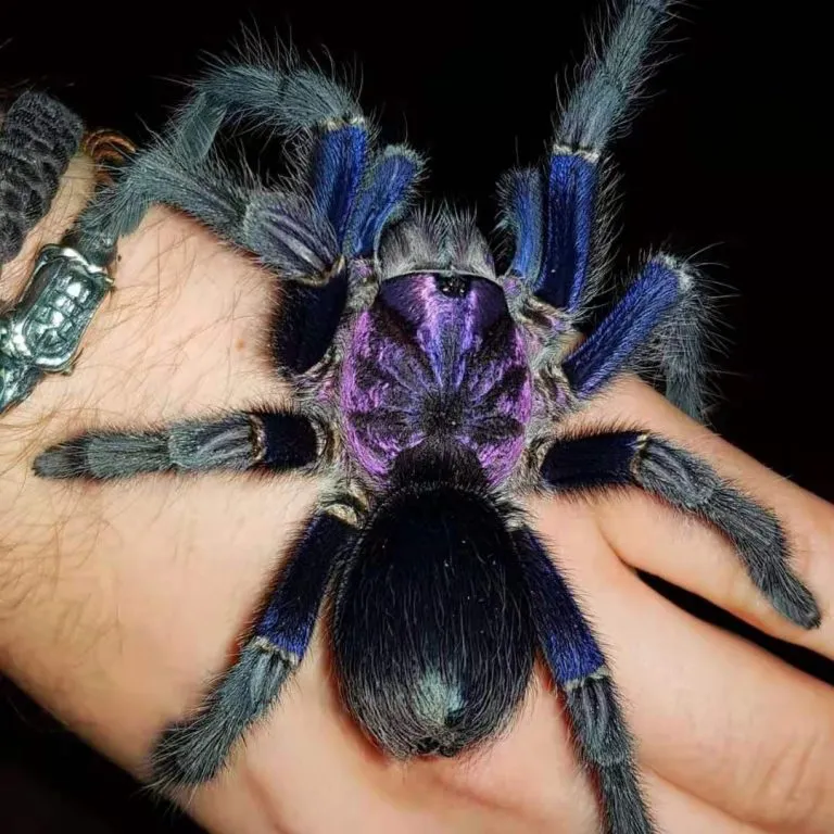 21170 x intermedia tarantula handling