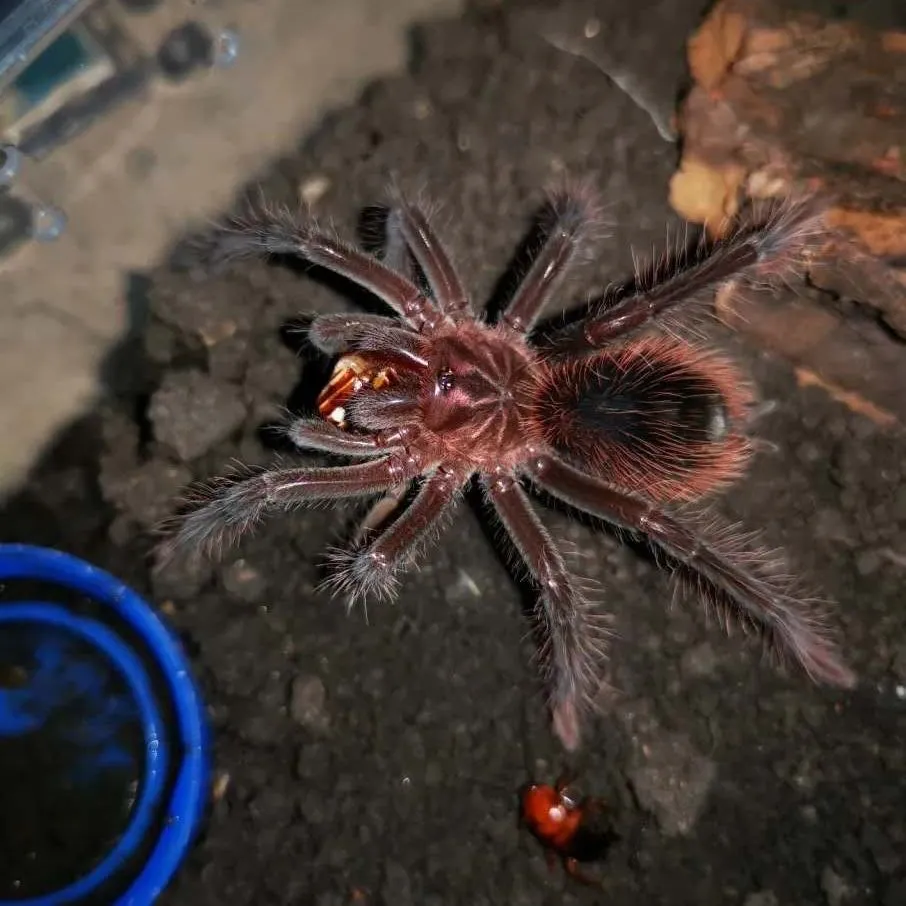 21170 x intermedia tarantula health