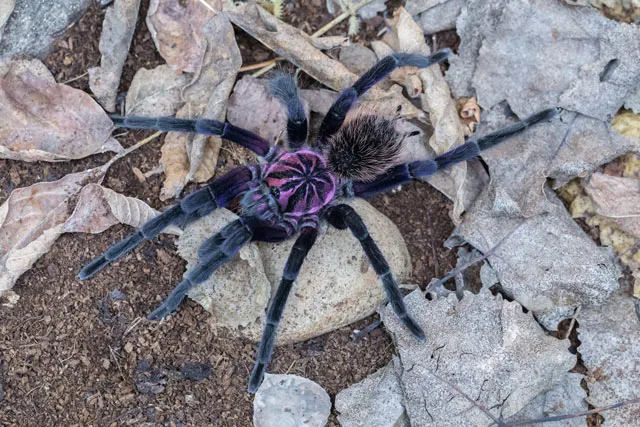 21170 x intermedia tarantula size