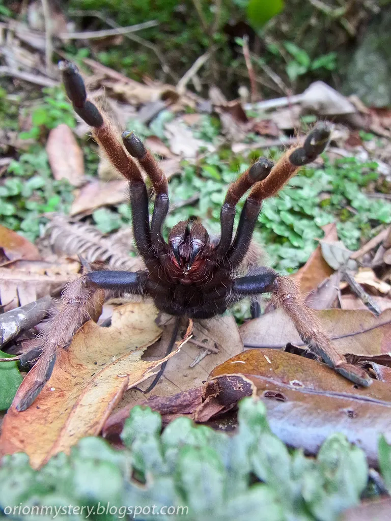 /img/21170-x-intermedia-tarantula-substrate.webp