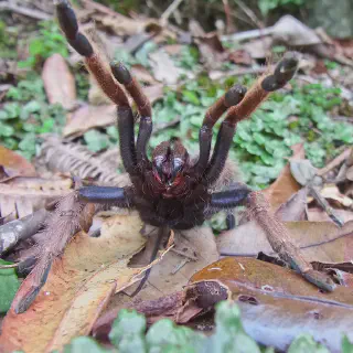 /img/21170-x-intermedia-tarantula-substrate.webp